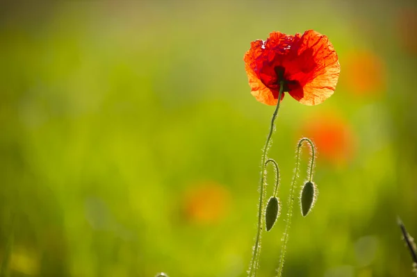 Польові Квіти Макові Квіти — стокове фото
