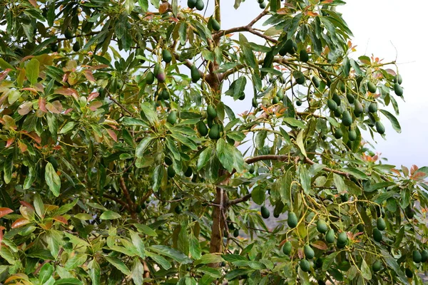 Avokasos Baum Spanje — Stockfoto