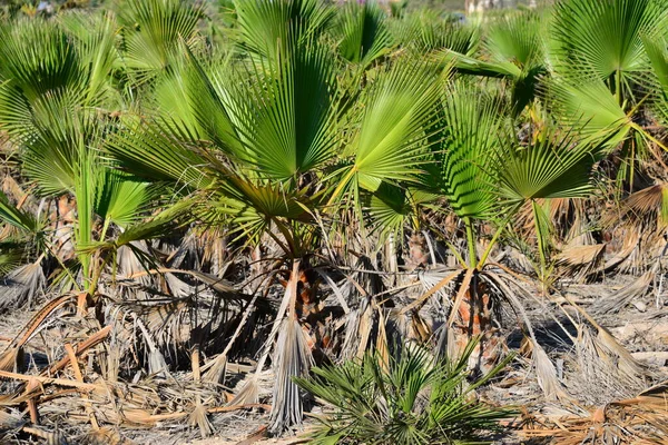 Palm Levelek Spanyolországban Másolás Hely — Stock Fotó