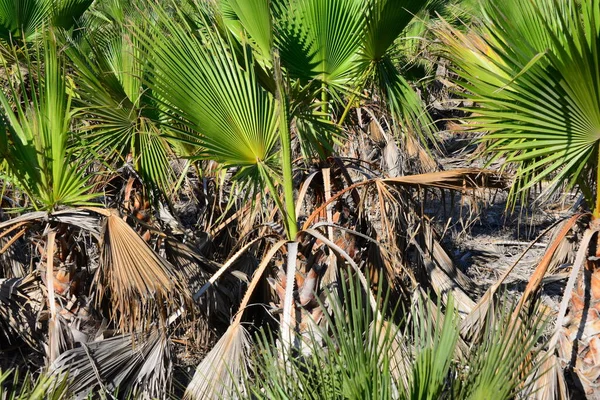 Palmbladeren Spanje Kopieer Ruimte — Stockfoto