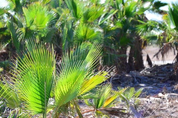 Palm Leaves Spain Copy Space — Stock Photo, Image