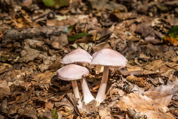 Cogumelos Solo Florestal — Fotografia de Stock