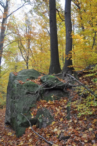 Forêt Automne Automne Arbre Hêtre Hêtre Hêtre Hêtre Coloré Automnal — Photo