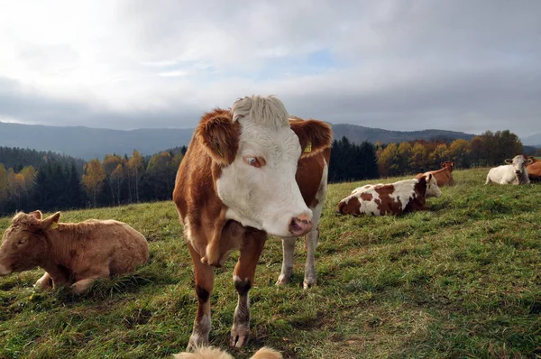 Krowa Zwierzę Przydatne Zwierzę Zwierzę Domowe Pastwisko Mleko Bydło Bydło — Zdjęcie stockowe