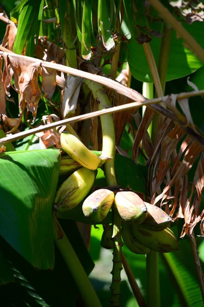 Árvore Bananas Tropicais Flora Natureza — Fotografia de Stock