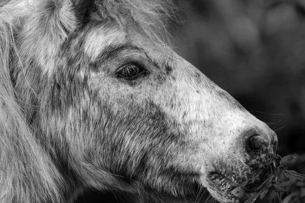 Koňské Zvíře Stádo Hospodářských Zvířat Příroda Fauny — Stock fotografie