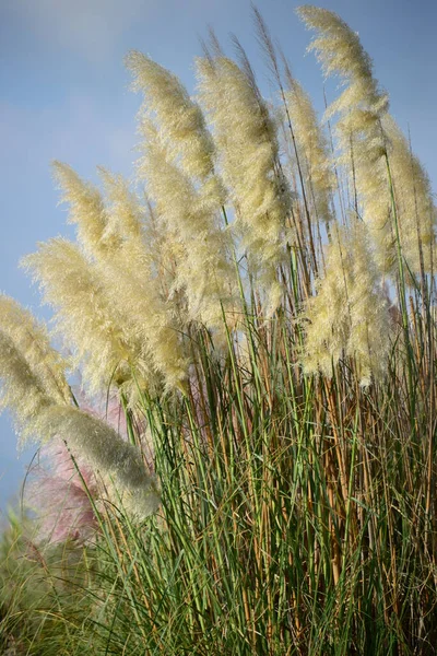 Sjögräs Flora Och Bladverk Naturen — Stockfoto