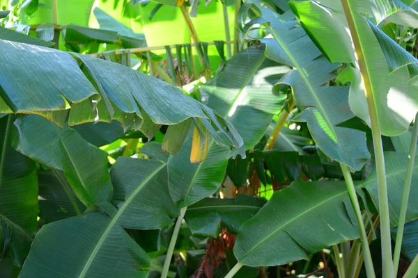 Trópusi Banánfa Flóra Természetben — Stock Fotó