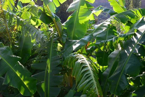 Plátanos Tropicales Flora Naturaleza —  Fotos de Stock