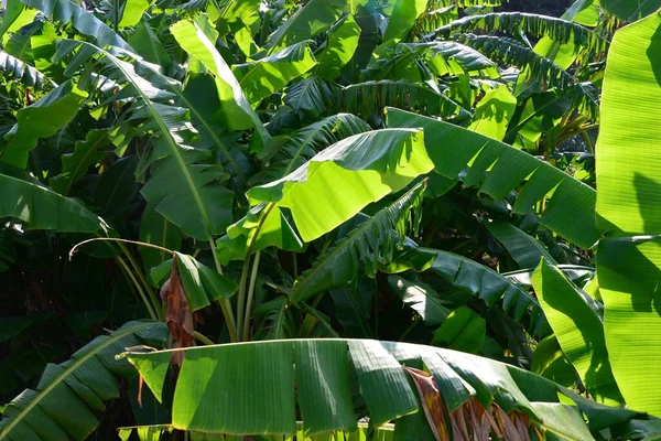 Τροπικές Μπανάνες Δέντρο Χλωρίδα Στη Φύση — Φωτογραφία Αρχείου