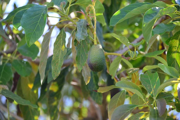 Avokados Baum Spagna — Foto Stock