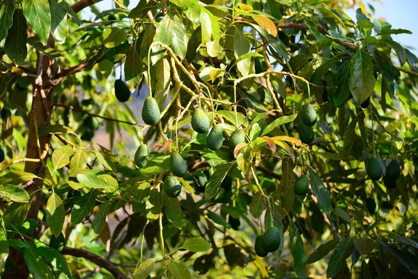 Avokados Baum Spanya — Stok fotoğraf