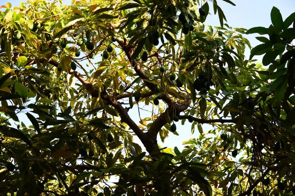 Αβοκάντο Persea Americana — Φωτογραφία Αρχείου