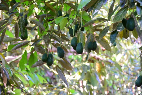 Avocadobaum Persea Americana — Stockfoto