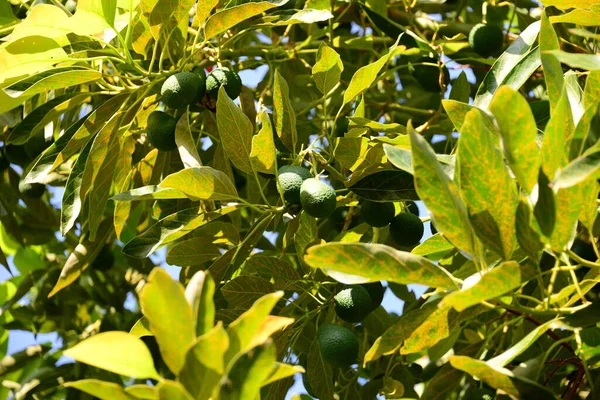 Avocado Persea Americana — Foto Stock