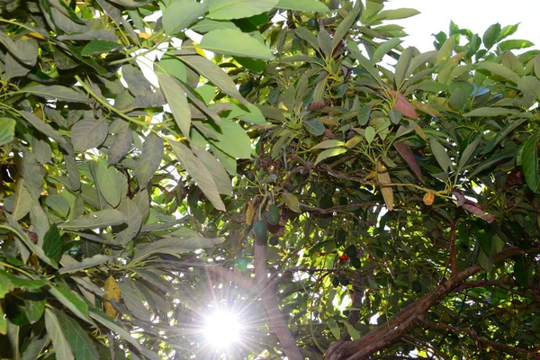 Drzewo Awokado Persea Americana — Zdjęcie stockowe