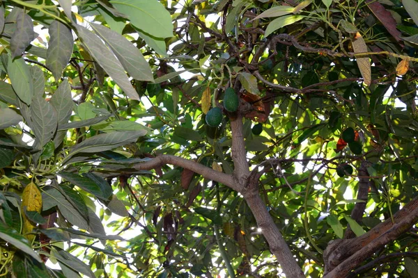 Avocadobaum Persea Americana — Stockfoto