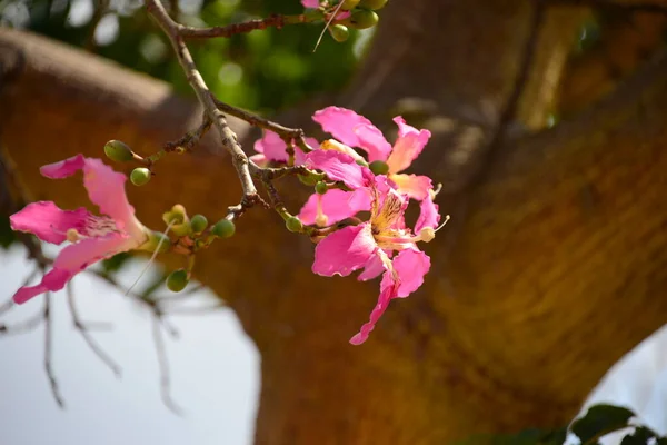 Wiosna Purpurowe Kwiaty Drzewie — Zdjęcie stockowe