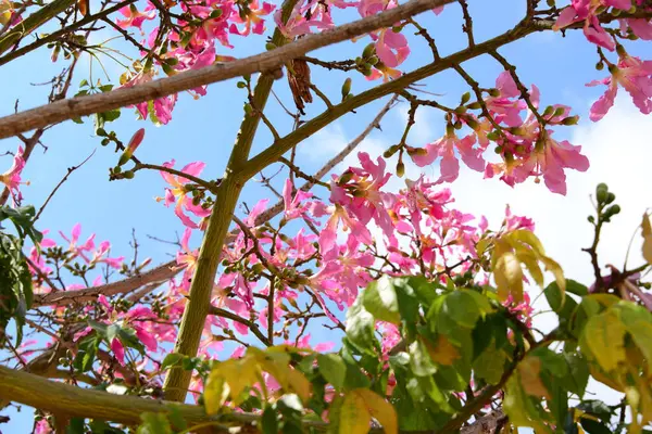 Jarní Fialové Květy Stromě — Stock fotografie