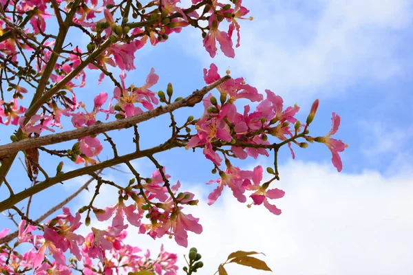Ανοιξιάτικα Μωβ Λουλούδια Στο Δέντρο — Φωτογραφία Αρχείου