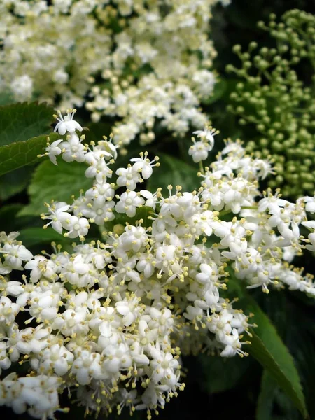 Fehér Bodzavirág Botanikai Növény — Stock Fotó