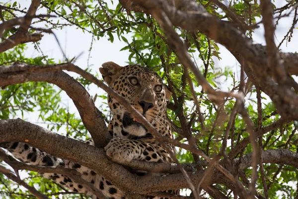 Леопард Молчаливый Охотник Дикой Природе Африки — стоковое фото