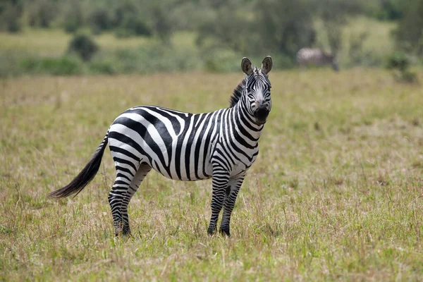 Zebra Stora Delar Afrika — Stockfoto