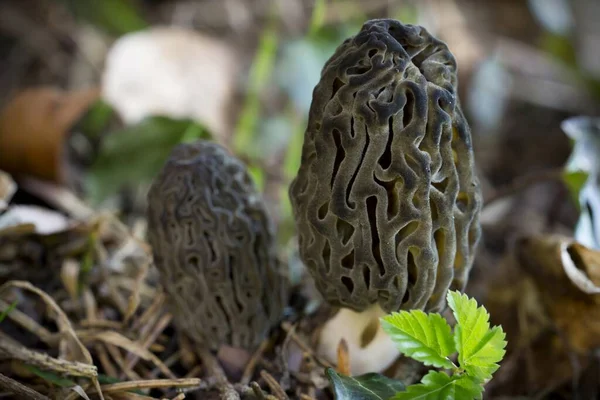 Wachsende Bunte Pilze Natur Hintergrund — Stockfoto