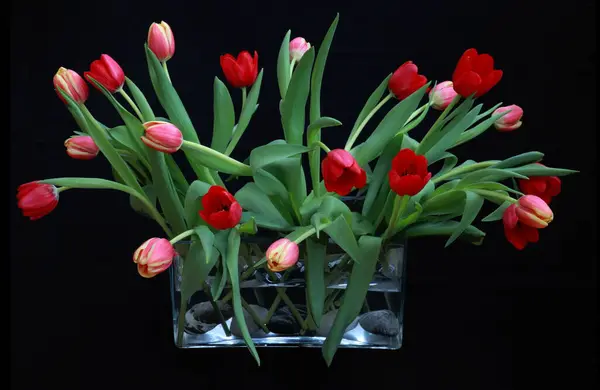 Malerischer Blick Auf Schöne Tulpenblumen — Stockfoto