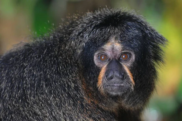 Mono Nombre Común Que Puede Referirse Grupos Especies Mamíferos — Foto de Stock