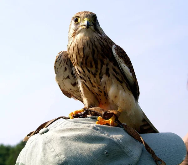 Picturesque Bird Theme Shot — Stock Photo, Image