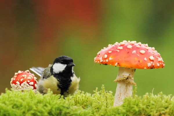 Fly Agaric Mushroom Forest — Stock Photo, Image