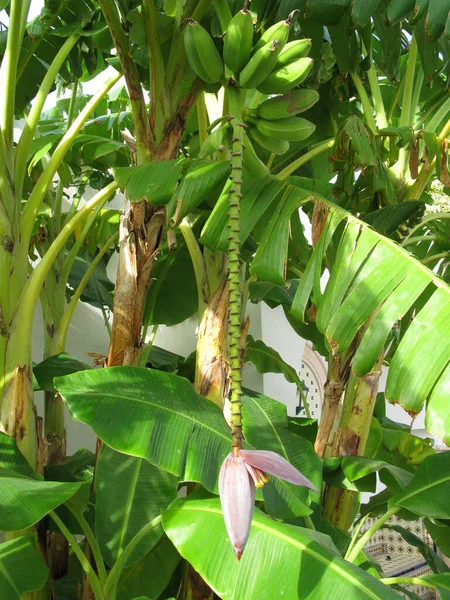Tropische Bananenboom Exotische Plant — Stockfoto