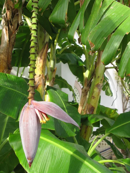 Árbol Flor Plátano Flora Follaje Naturaleza — Foto de Stock