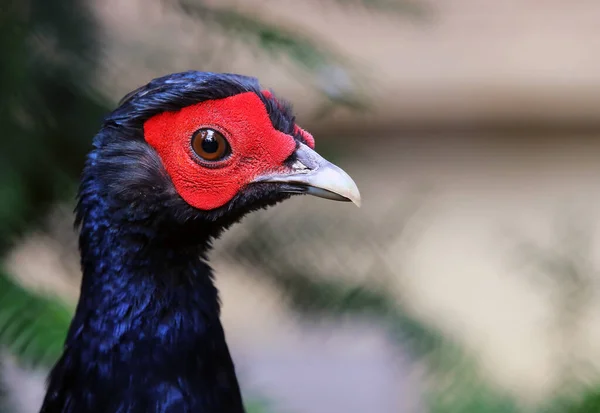 스터디 Swinhoe Pheasant — 스톡 사진