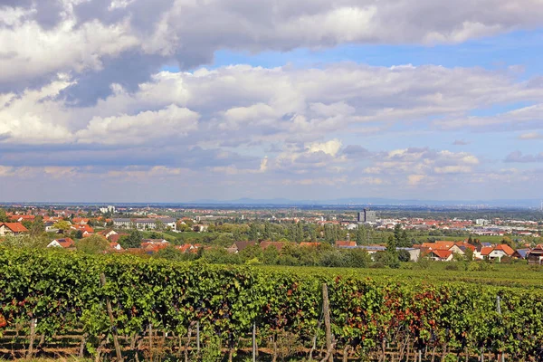View Vines Neustadt Wine Route — Stock Photo, Image