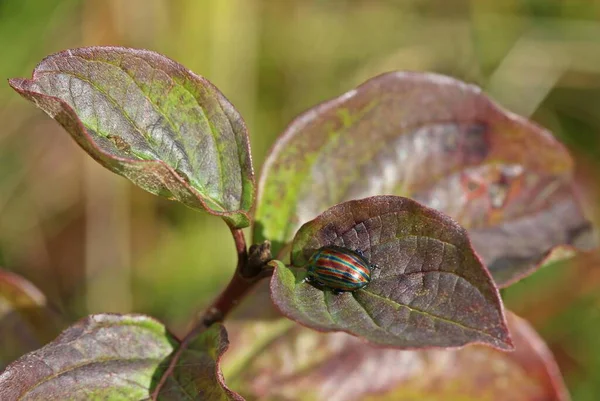 Rainbow Leaf Beetle Chrysolina Cerealis — Stock Photo, Image