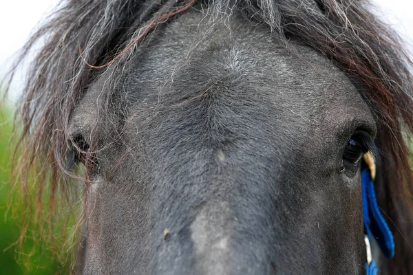 Horse Head Close — Stock Photo, Image