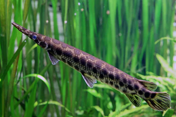 Caiman Fish Lepisosteus Oculatus — Stock Photo, Image