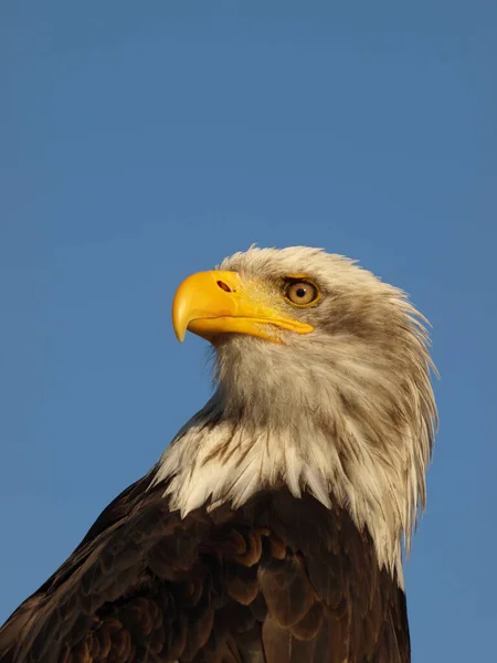 Malerischer Blick Auf Den Majestätischen Weißkopfseeadler Wilder Natur — Stockfoto