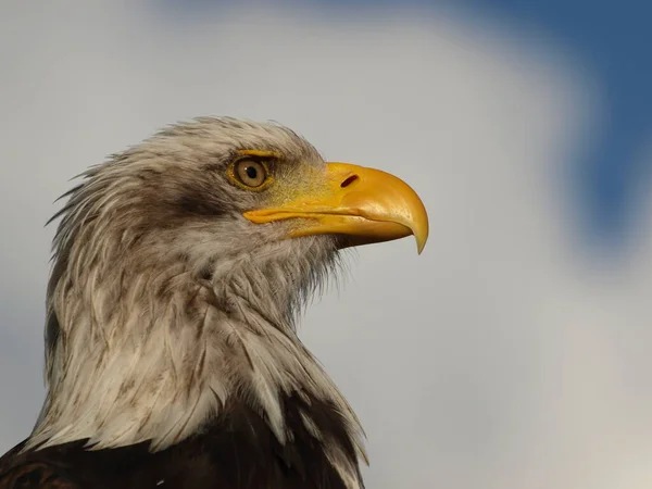 大自然中雄伟秃鹰的景致 — 图库照片