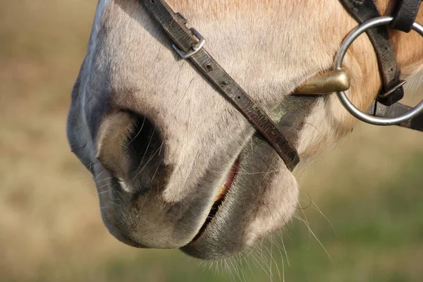 Een Bruin Paard Gezadeld — Stockfoto