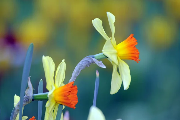 Velikonoční Zvonek Velikonoční Zvony Narcisy Narcisy Květiny Květiny Květy Zahrada — Stock fotografie