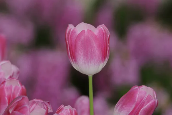 Tulpen Tulp Tulpenweide Bloem Bloemen Roze Roze Bloemenweide Bloesem Bloemen — Stockfoto