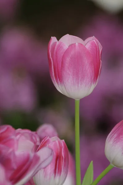 Tulips Tulip Tulip Meadow Flower Flowers Pink Pink Flower Meadow — Stock Photo, Image