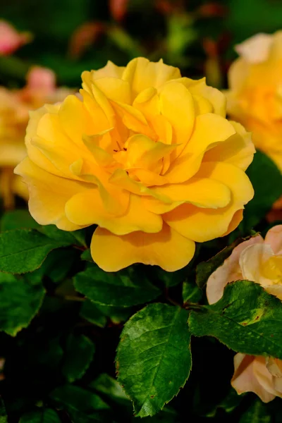 Schöne Botanische Aufnahme Natürliche Tapete — Stockfoto