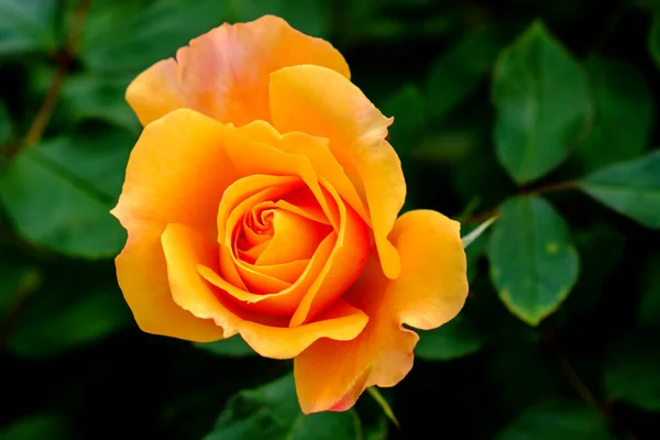 Fiori Rosa Petali Flora — Foto Stock