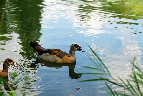 Zwei Enten Auf Dem See — Stockfoto