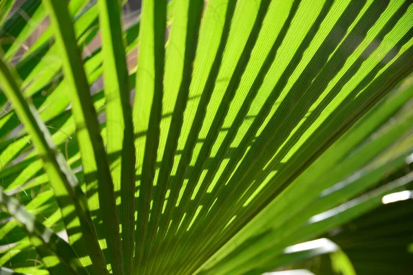 Zavřít Pohled Palmový List — Stock fotografie