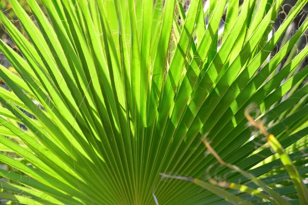 Widok Bliska Liście Palmowe — Zdjęcie stockowe